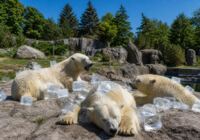 Pražská zoo ochlazuje polární medvědy ledovými kostkami během evropské letní vlny veder