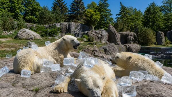 Pražská zoo ochlazuje polární medvědy ledovými kostkami během evropské letní vlny veder