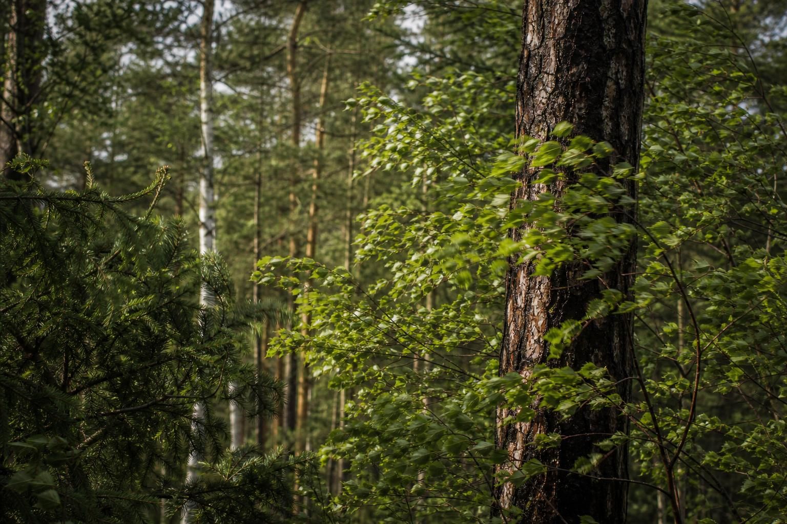 objevte, jak větrné podmínky ovlivňují náš každodenní život, od počasí až po energii, a jak se můžeme přizpůsobit proměnlivému větru.