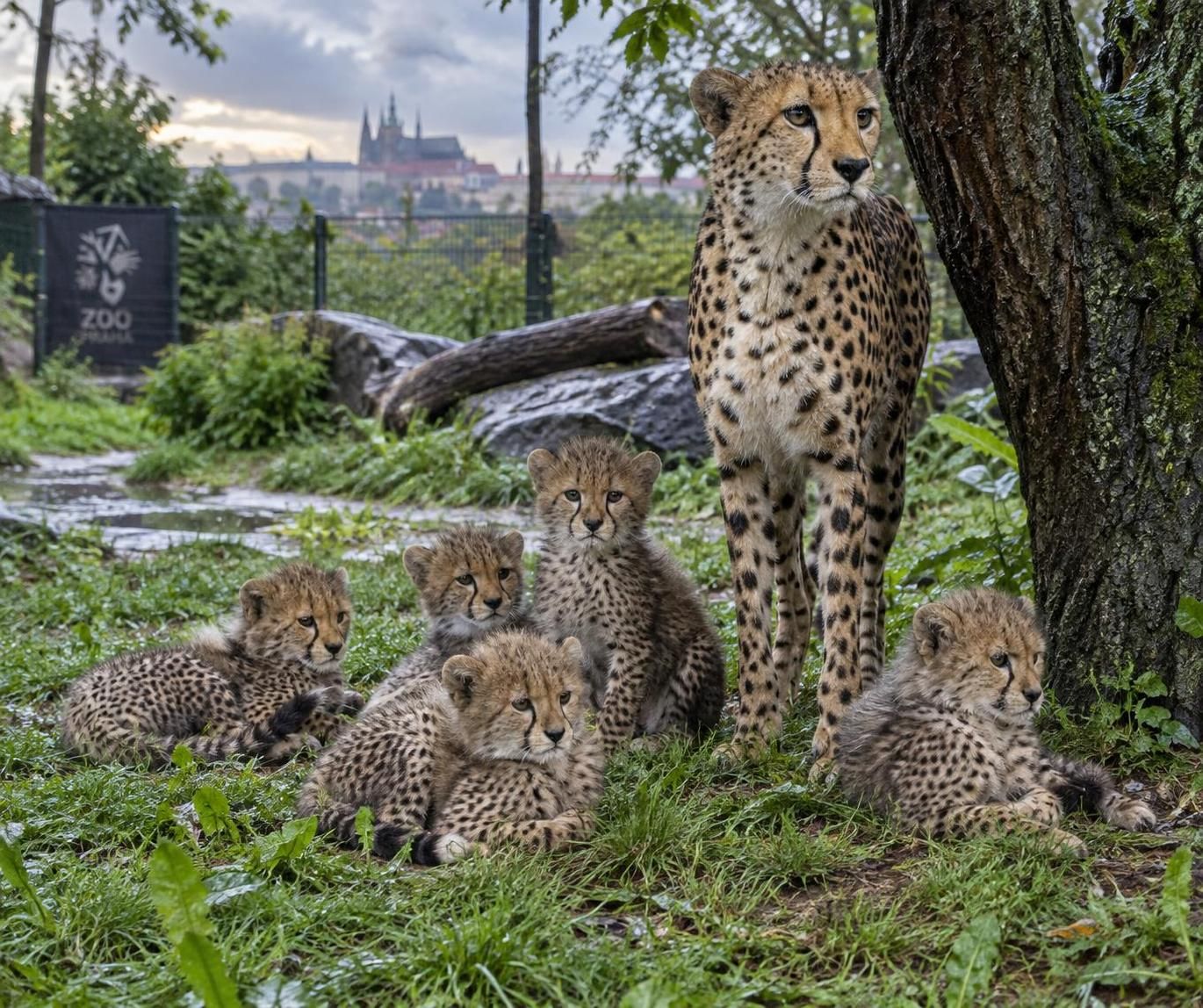 mláďata geparda v pražské zoo dobře prospívají i po období silných bouřek. podívejte se, jak se jim daří a jak o ně pečují chovatelé.