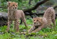 Gepardí mláďata v pražské zoo prospívají i po období silných bouřek