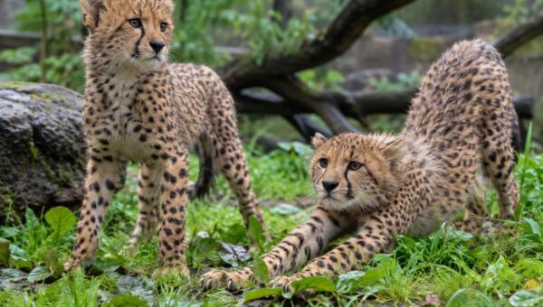 Gepardí mláďata v pražské zoo prospívají i po období silných bouřek