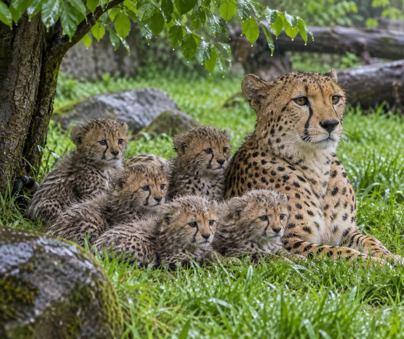 gepardí mláďata v pražské zoo jsou po období silných bouří v pořádku. zjistěte, jak se jim daří po náročném počasí.