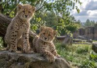 Gepardí mláďata v pražské zoo jsou po období silných bouří v pořádku